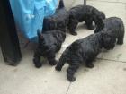 Bildhüpsche Westhighland terrier-Zwerg-Toy Welpen