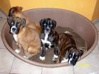 7 süße Boxerwelpen suchen ein neues zu Hause